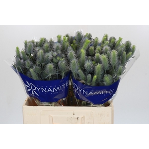 Eryngium Electric Dynamite
