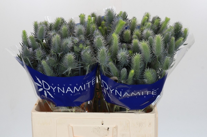 <h4>Eryngium Electric Dynamite</h4>
