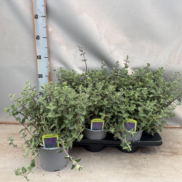 <h4>Nepeta faassenii</h4>