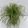Carex Evercolor Eversheen