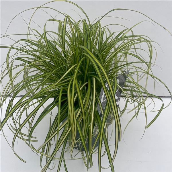 Carex Evercolor Eversheen