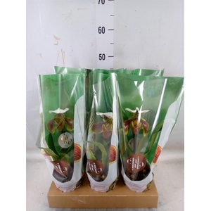 Paphiopedilum 'Amerikaanse hybrid'