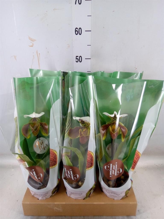 <h4>Paphiopedilum  'Amerikaanse hybrid'</h4>