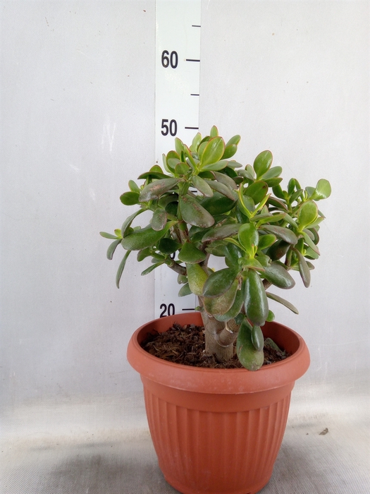 <h4>Crassula ovata 'Hummels Sunset'</h4>