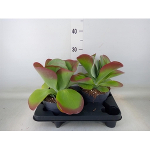 Kalanchoe NF thyrsiflora 'Red Lips'