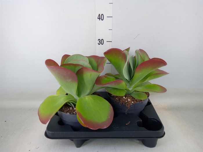 <h4>Kalanchoe NF thyrsiflora 'Red Lips'</h4>