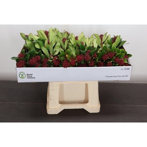 Skim J Rubella Bs X15