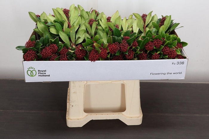 <h4>Skim J Rubella Bs X15</h4>