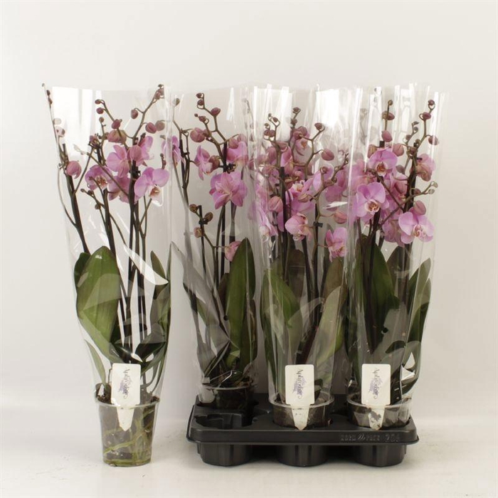 <h4>PHAL AN MILWAUKEE</h4>