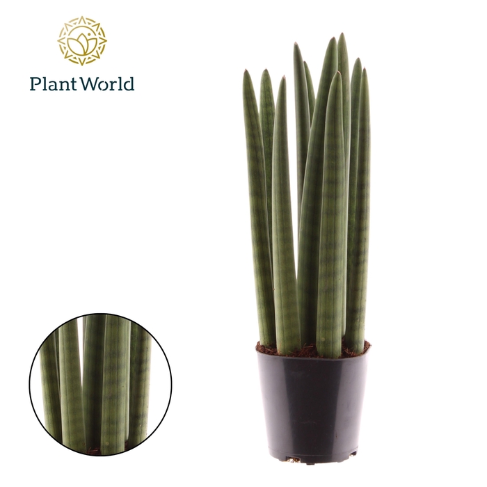 <h4>Sansevieria cylindrica 'Spaghetti'</h4>
