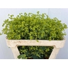 Alchemilla Robustica Van Winsen