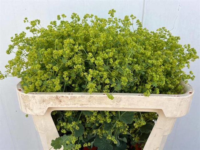 <h4>Alchemilla Robustica Van Winsen</h4>
