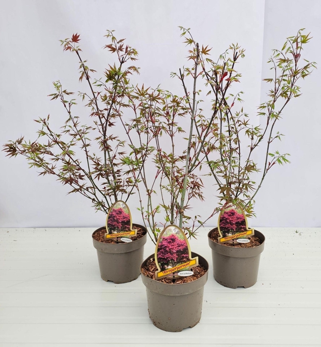 Acer palmatum Atropurpureum