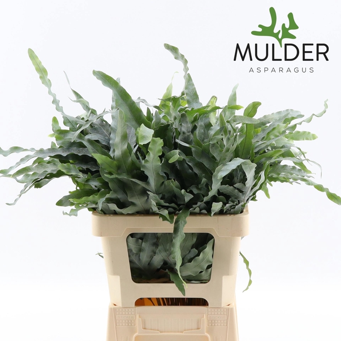 <h4>CYRTOMIUM FORT</h4>