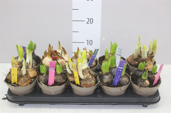 <h4>Bolbloemen Gemengd</h4>