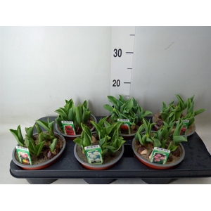 Tulipa DU   ...mix