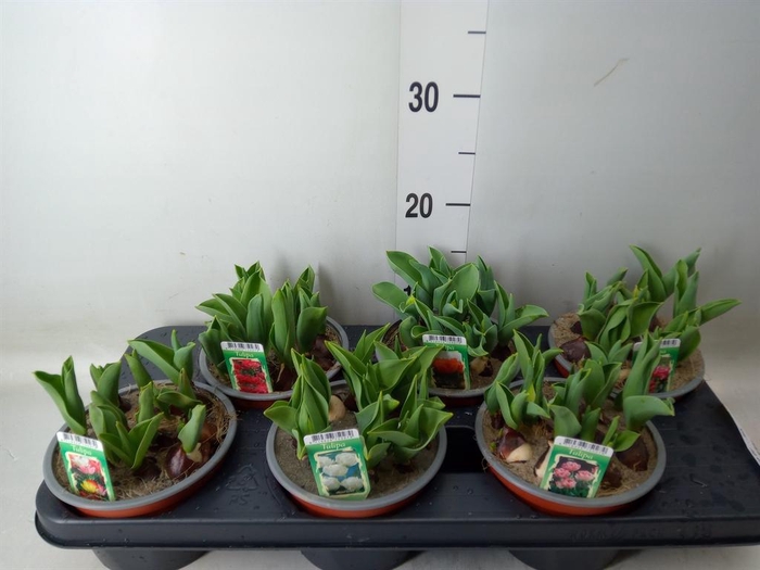 <h4>Tulipa DU   ...mix</h4>