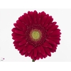 Gerbera Ambassador Doos