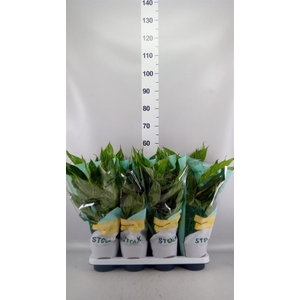 Spathiphyllum  'Diamond'