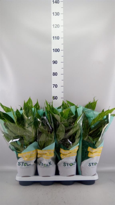 <h4>Spathiphyllum  'Diamond'</h4>