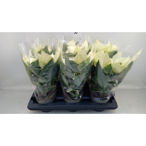 Euphorbia pulc. 'Alaska'