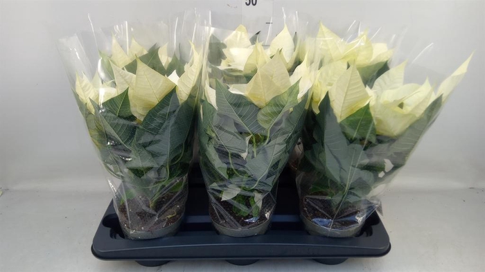 <h4>Euphorbia pulc. 'Alaska'</h4>