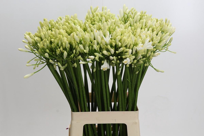 <h4>Agapanthus Gletsjer</h4>