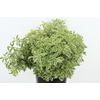 PITTO VERDE PER STEM