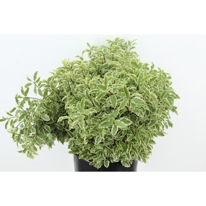 PITTOSPORUM OV