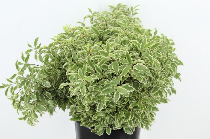 <h4>PITTOSPORUM OV</h4>