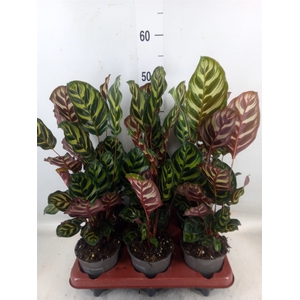Calathea makoyana