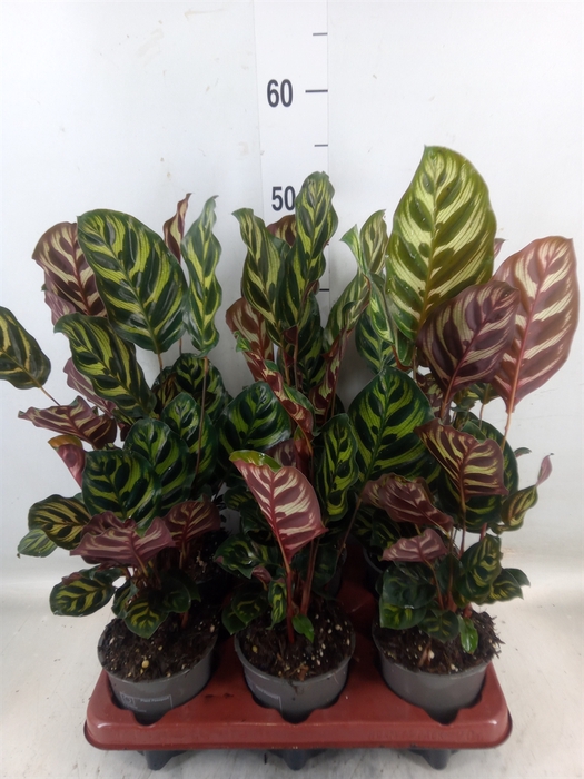 <h4>Calathea makoyana</h4>