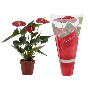 Anthurium Diamond Red in Couture sleeve