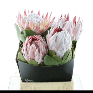PROTEA CYNAROIDES