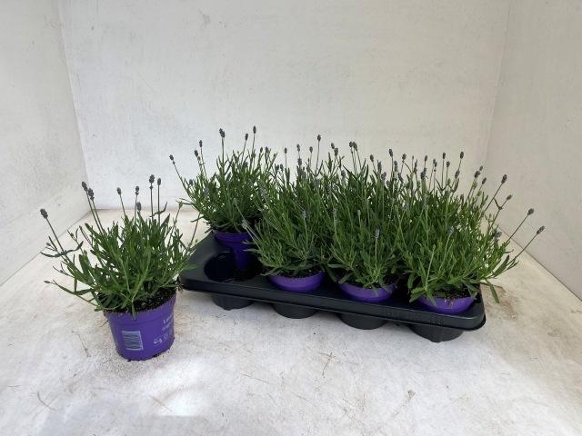 <h4>LAVAN AN ESSENCE PUR</h4>