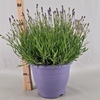 Lavandula angustifolia Essence Pur