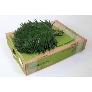 Chico Jumbo Premium (air)