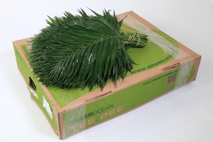 <h4>Chico Jumbo Premium (air)</h4>