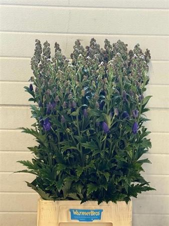 <h4>Aconitum Car Arendsii</h4>