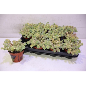 Sedum Si Mediovarieg