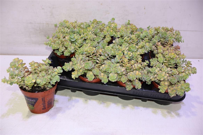 <h4>arr8 Sedum Si Mediovarieg</h4>