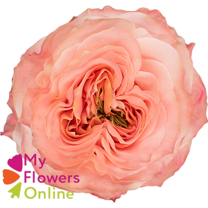 R Gr Princess Crown Peach 50cm EC