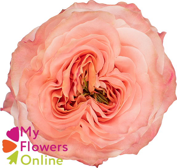 <h4>R Gr Princess Crown Peach 50cm EC</h4>