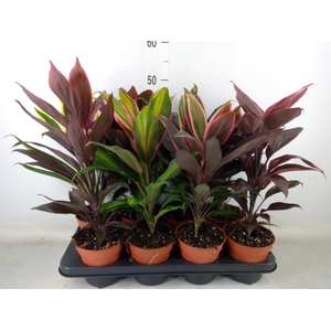Cordyline   ...mix