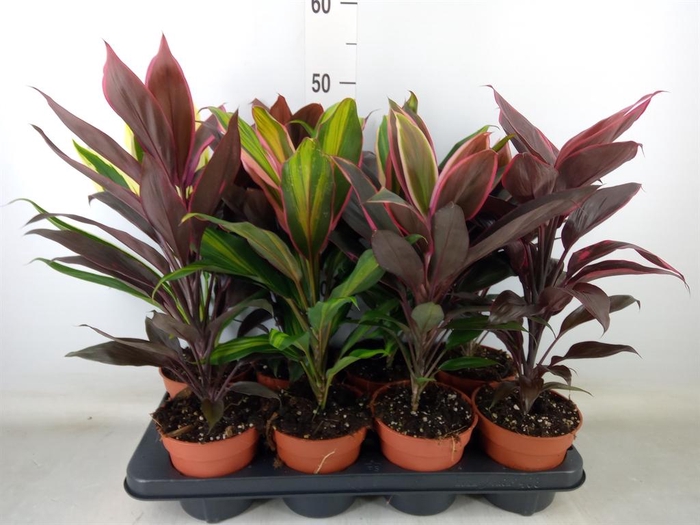<h4>Cordyline   ...mix</h4>