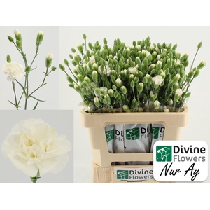 Dianthus TR   ...
