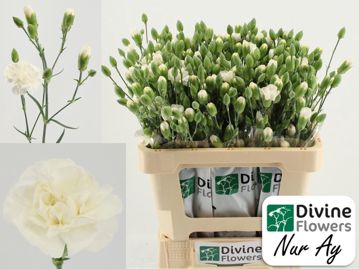 <h4>Dianthus TR   ...</h4>