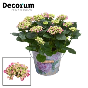 Hydrangea Curly Wurly Roze 9-15 kop in Bucket (Decorum)