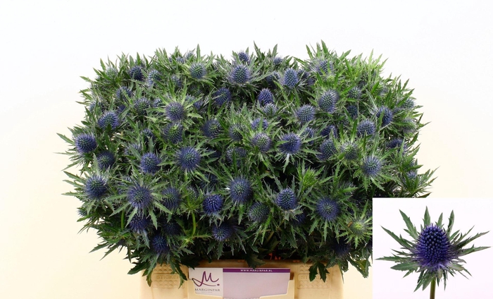 <h4>ERYNGIUM AQUARIUS QUESTAR</h4>