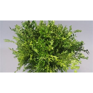BUXUS